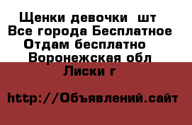 Щенки девочки 4шт - Все города Бесплатное » Отдам бесплатно   . Воронежская обл.,Лиски г.